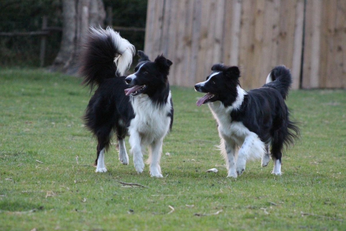  2026 Bordercolliepuppys be With Webcreator Available